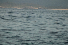Hydrobates tethys