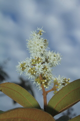 Miconia rubiginosa