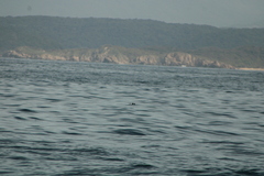 Hydrobates tethys