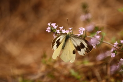 Pieris cheiranthi