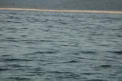 Hydrobates tethys