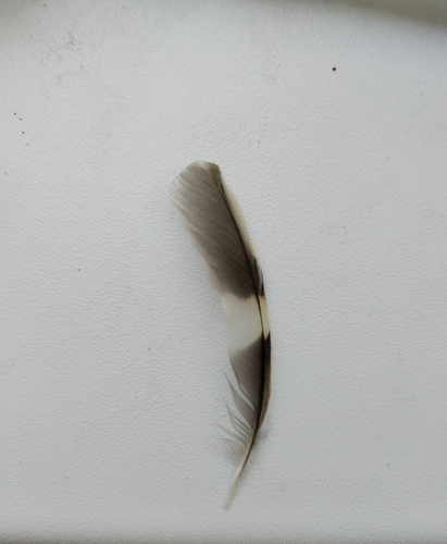 Plume de Grimpereau des bois