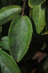 Miconia rubiginosa