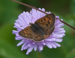 Tharsalea dorcas sangremar