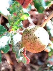 Andricus quercustozae