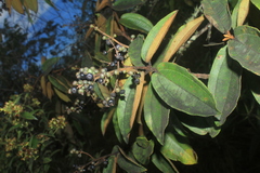 Miconia rubiginosa
