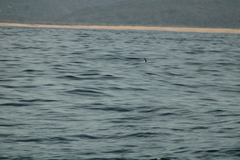 Hydrobates tethys