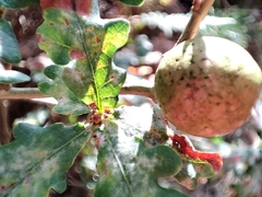 Andricus quercustozae