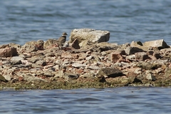 Charadrius hiaticula