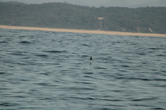 Hydrobates tethys