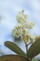 Miconia rubiginosa