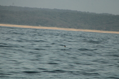 Hydrobates tethys