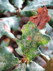 Andricus quercustozae