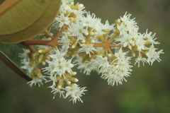 Miconia rubiginosa