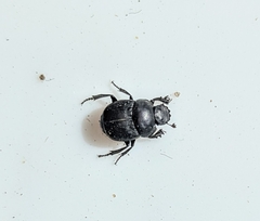 Canthon pilularius