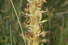 Pedicularis comosa