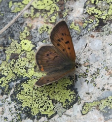 Tharsalea dorcas sangremar