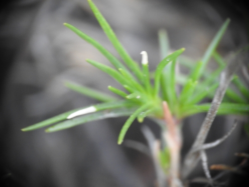 Image of Cherleria laricifolia by (c) Yves Bas, some rights reserved (CC BY)