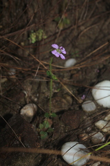 Siphanthera
