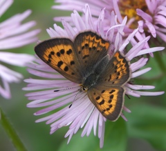 Tharsalea dorcas sangremar