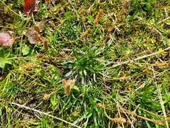 Plantago alpina