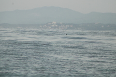 Hydrobates tethys