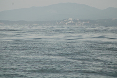 Hydrobates tethys