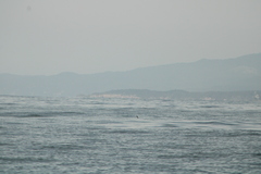 Hydrobates tethys