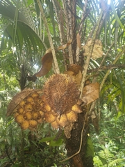 Astrocaryum mexicanum