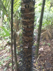 Astrocaryum mexicanum