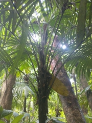 Astrocaryum mexicanum