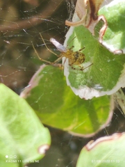 Neoscona adianta