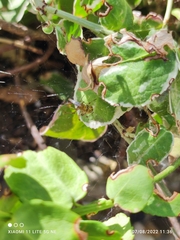 Neoscona adianta