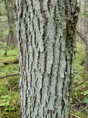 Lecanora nothocaesiella