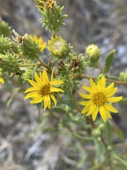 Grindelia fraxinipratensis