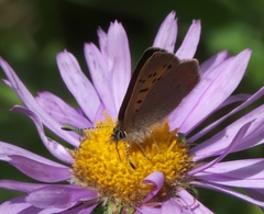 Tharsalea dorcas sangremar