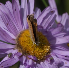 Tharsalea dorcas sangremar