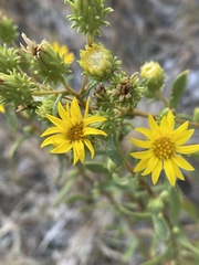 Grindelia fraxinipratensis