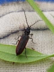 Omalisus fontisbellaquei