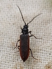 Omalisus fontisbellaquei