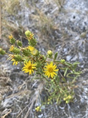 Grindelia fraxinipratensis