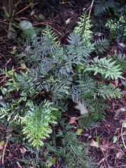 Asplenium chathamense