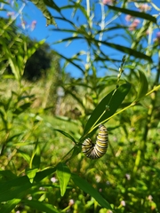 Danaus plexippus