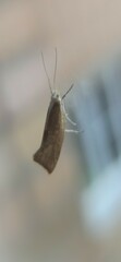 Ypsolopha lucella