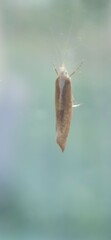 Ypsolopha lucella