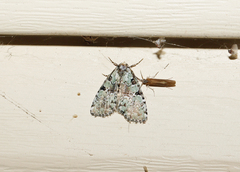 Leuconycta lepidula