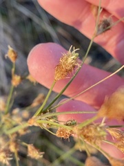 Fimbristylis thermalis