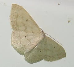 Scopula lactaria