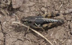 Melanoplus oregonensis