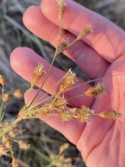 Fimbristylis thermalis